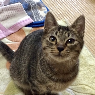 初心者歓迎！丸顔グレー＆ブラウンキジ兄妹ペアで