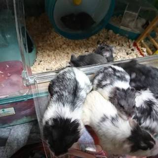 キャンベルハムスター   ファンシーマウス