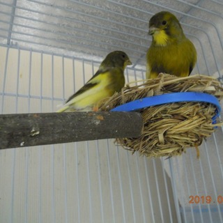 カナリア里親様募集