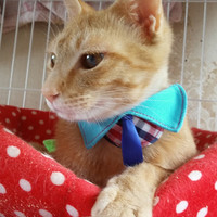 チャー（チャタロウ）