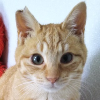 トライアル決定！人なれ抜群甘えっこ7ヵ月