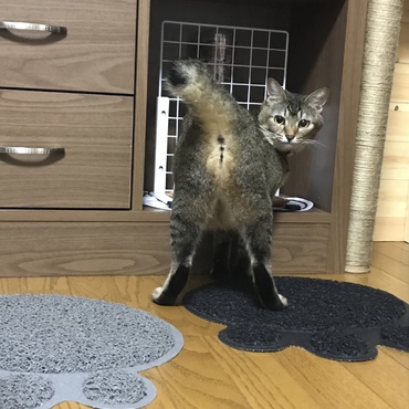 さりー(メス)