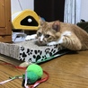 ちゃちゃ(オス)