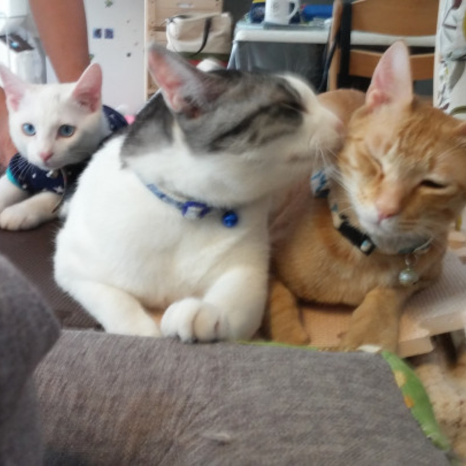 テンクンのカバー写真