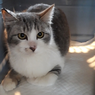 ふわふわのグレーシロキジ　ナッツくん