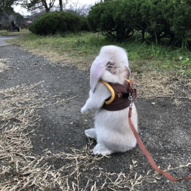 しのろんのカバー写真