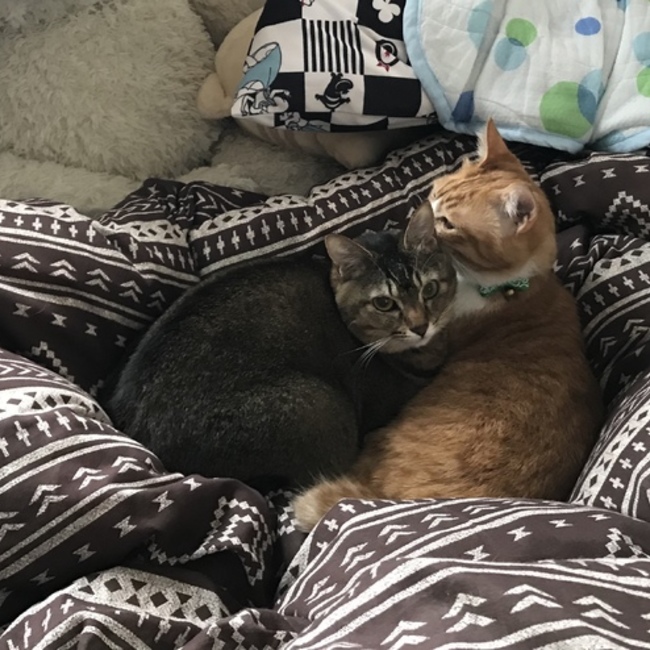 坂口猫 のカバー写真