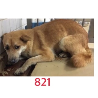 里親決定しました。