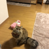 楓