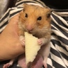 りんごとまい
