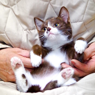 ココア色と白の子猫を家族に入れて・・・