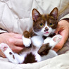 ココア色と白の子猫を家族に入れて・・・ サムネイル2