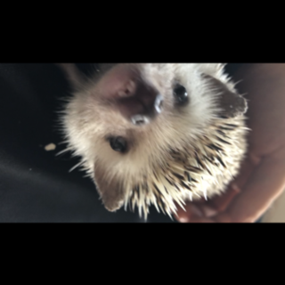 産まれて1年 ハリネズミ