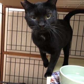 おっとり黒猫大麦君