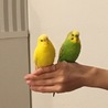 オグ ヒロ