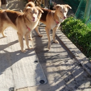 元野犬　　１才の男の子２匹