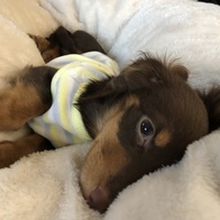 あずき