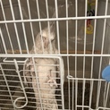 オカメインコ里親募集