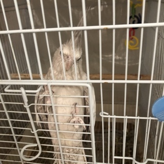 オカメインコ里親募集