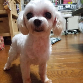 トライアル決定マルチーズのマルちゃん