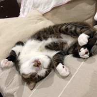 さくら
