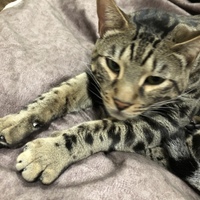 こたろう