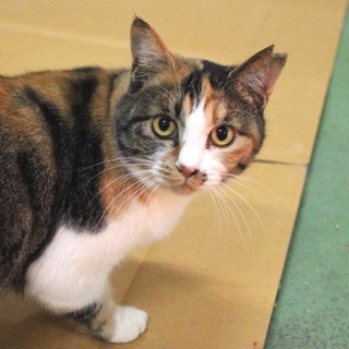 人懐っこい三毛の女の子*ミーちゃん*