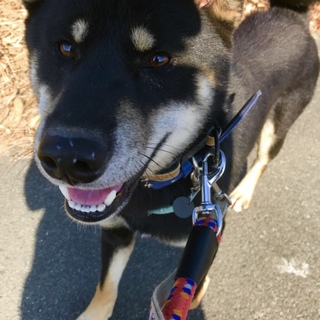 一緒に遊んでくれる家族募集。黒柴MIX男子！