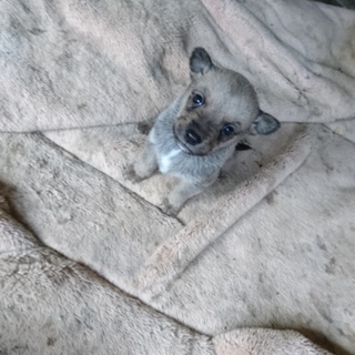 可愛い子犬7匹です❕