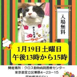 【譲渡会動画有り】動物病院でのほごねこ譲渡会