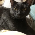黒猫ちゃん