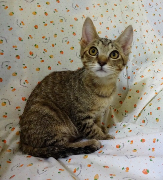 ジャンプ得意、じっとしてないシマ君 サムネイル2