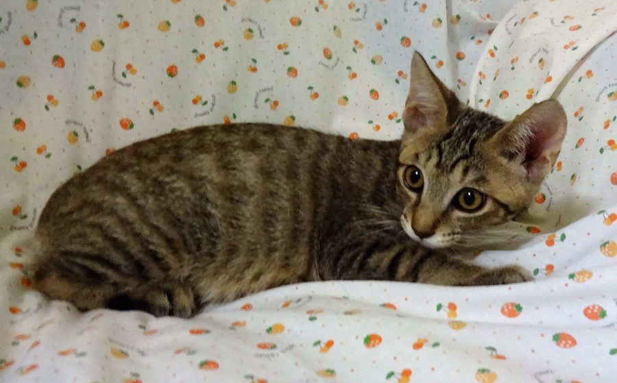 ジャンプ得意、じっとしてないシマ君 サムネイル7