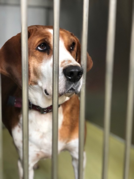 家族と穏やかな日々を暮ら 岡山県 犬の里親募集 ペットのおうち 月間利用者150万人