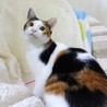 オーソドックス三毛猫、すみちゃん サムネイル4