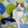 オーソドックス三毛猫、すみちゃん サムネイル5