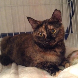 ちょっと怖がりだけど賢いぺっぴんさん(=^・^=)