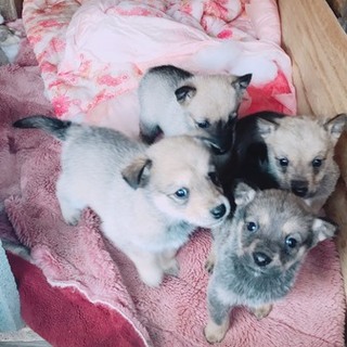 可愛い子犬３匹です❕