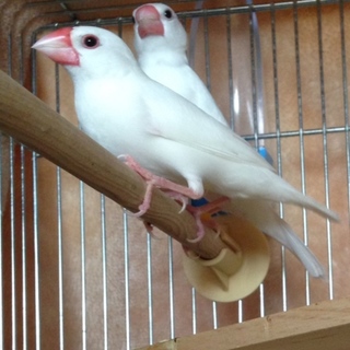 里親さんがみつかりました。