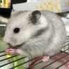 18年4月末に里親募集で譲ってもらった頃