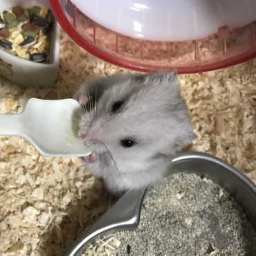 掃除用のスプーンを齧ります
