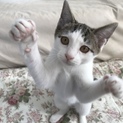 猫も人も大好きキジシロ女の子