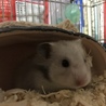 帰ってくると巣穴からひょっこりします