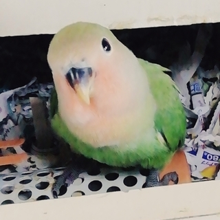 2019年10月生まれ元気なコザクラインコ雛