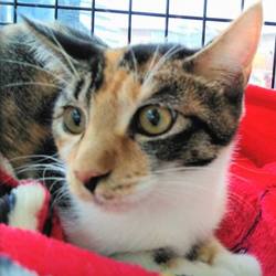 【譲渡会動画有り】動物病院でのほごねこ譲渡会 サムネイル2