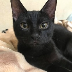 【譲渡会動画有り】動物病院でのほごねこ譲渡会 サムネイル3