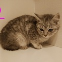 グレー美猫♀（兄弟♀♂います）