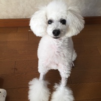 ジエル