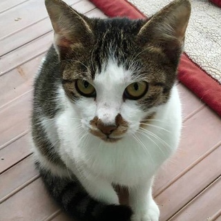 里親決定。人慣れ猫あい君