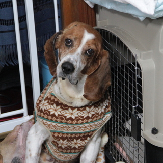 ３本脚だけど元気な薩摩ビーグル